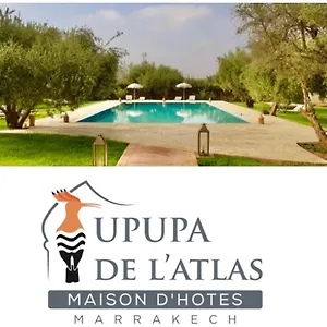 Upupa De L'atlas Ouled el guerne
